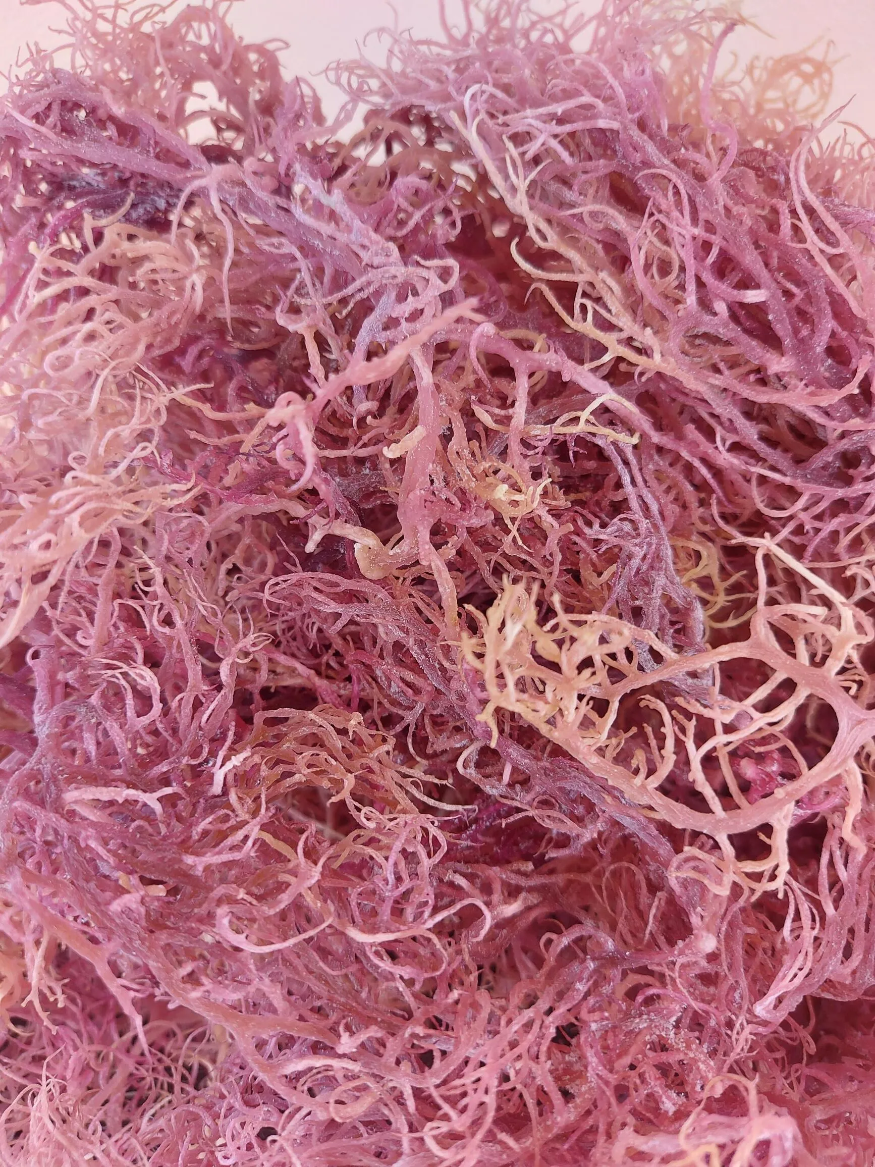 Pink Seamoss Raw - Image 2